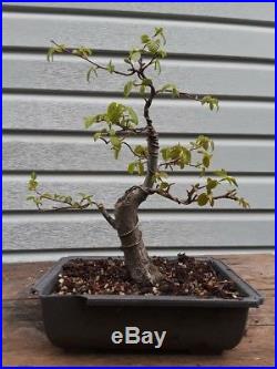 American Hornbeam bonsai