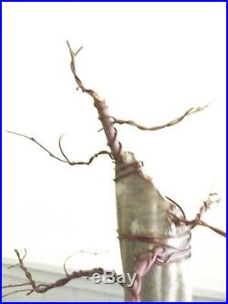 American Hornbeam bonsai
