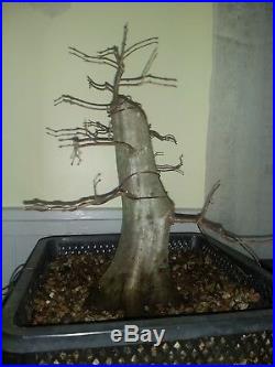American Hornbeam bonsai tree