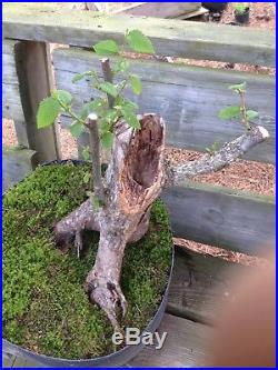 American Hornbeam bonsai tree
