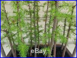 American Larch Bonsai 15 Tree Forest