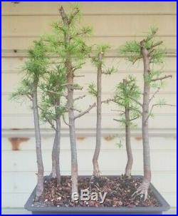 American Larch Bonsai 7 Tree Forest