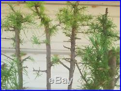 American Larch Bonsai 7 Tree Forest