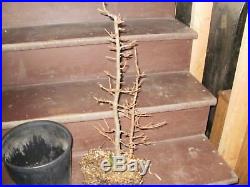 American Larch Bonsai Larix laricina 2 Trees Mother Daughter Ready For Good Pot