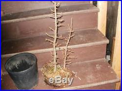 American Larch Bonsai Larix laricina 2 Trees Mother Daughter Ready For Good Pot