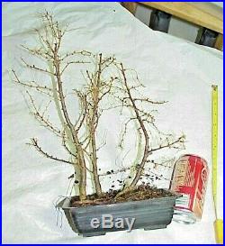 American Larch Tamarack Bonsai 3 Tree Forest 14 Tall 8 Pot Good Low Branching