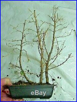 American Larch Tamarack Bonsai 3 Tree Forest 14 Tall 8 Pot Good Low Branching