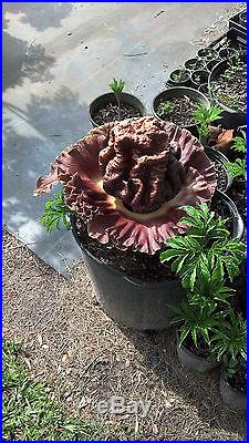 Amorphophallus paeoniifolius, Elephant Foot Yam, Corpse Flower, Edible Corm