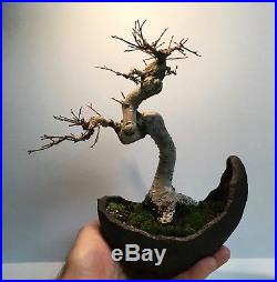 Ancient Looking Show Ready Imported Specimen Chinese Elm Shohin Bonsai