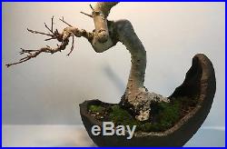Ancient Looking Show Ready Imported Specimen Chinese Elm Shohin Bonsai