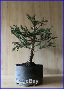 Aptos Blue Redwood Pre Bonsai Tree Evergreen Big Think Trunk Buttress