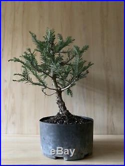 Aptos Blue Redwood Pre Bonsai Tree Evergreen Big Think Trunk Buttress