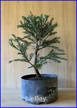 Aptos Blue Redwood Pre Bonsai Tree Evergreen Big Think Trunk Movement