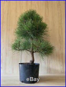 Austrian Black Pine Pre Bonsai Tree BIG Thick Trunk Pinus Nigra Evergreen