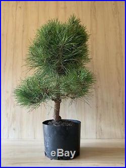 Austrian Black Pine Pre Bonsai Tree BIG Thick Trunk Pinus Nigra Evergreen