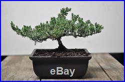 Awesome Bonsai Tree japanese juniper 23 years old
