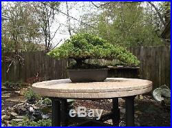 Awesome Juniper Bonsai Tree