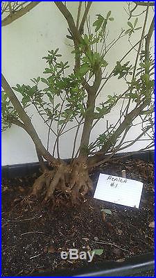 Azalea Southern Indica Hybrid Bonsai Azalea Tree
