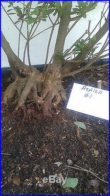 Azalea Southern Indica Hybrid Bonsai Azalea Tree
