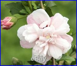 BIG Strawberry Smoothie Rose Of Sharon Flowering Thick Trunk Bonsai Tree Negari