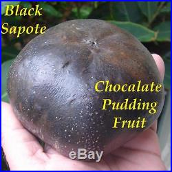 BLACK SAPOTE Chocolate Pudding Tree RARE FRUIT Diospyros digyna LIVE PLANT