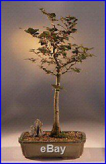 BONB-E1472-Copper Beech Bonsai Tree(fagus sylvatica'purpurea')