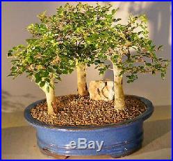 BONSAI BOY OF NEW YORK Chinese Elm Bonsai Tree AgedThree (3) Tree Fores