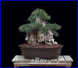 BONSAI TREE BIG OLD COLLECTED OLIVE with 15 TRUNK