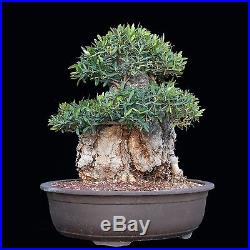 BONSAI TREE BIG OLD COLLECTED OLIVE with 15 TRUNK