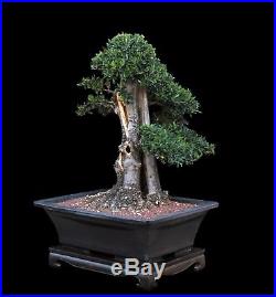 BONSAI TREE BIG OLD COLLECTED OLIVE with 8 inch Trunk