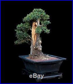BONSAI TREE BIG OLD COLLECTED OLIVE with 8 inch Trunk