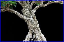 BONSAI TREE BIG OLD INFORMAL UPRIGHT BOXWOOD