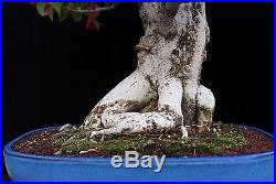 BONSAI TREE BOUGAINVILLEA with 8.5 BASE in FINE BLUE TOKONAME POT