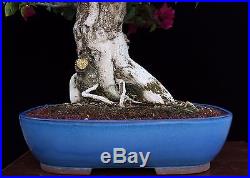 BONSAI TREE BOUGAINVILLEA with 8.5 BASE in FINE BLUE TOKONAME POT