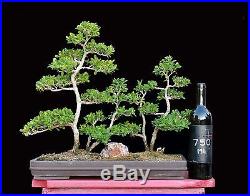 BONSAI TREE BOXWOOD FOREST PLANTING IN SHALLOW CLAY POT