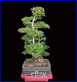 BONSAI TREE BOXWOOD FOREST PLANTING IN SHALLOW CLAY POT