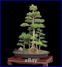 BONSAI TREE BOXWOOD SAIKEI FOREST PLANTING IN SHALLOW OLD JAPANESE CLAY POT