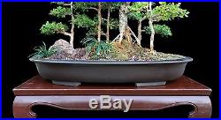BONSAI TREE BOXWOOD SAIKEI FOREST PLANTING IN SHALLOW OLD JAPANESE CLAY POT