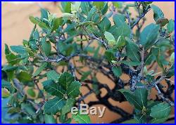 Bonsai Tree California Live Black Oak