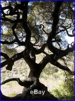 Bonsai Tree California Live Black Oak