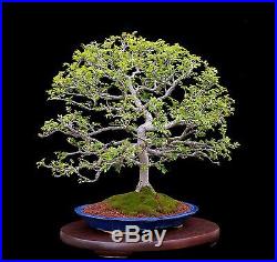 Bonsai Tree Chinese Elm In Japanese Glazed Pot Indoor/outdoor
