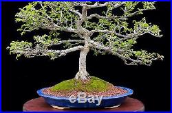 Bonsai Tree Chinese Elm In Japanese Glazed Pot Indoor/outdoor