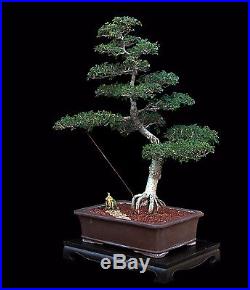 BONSAI TREE CHINESE ELM with VINTAGE JAPANESE FIGURINE in CLAY POT