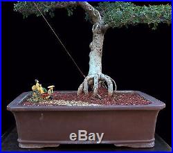 BONSAI TREE CHINESE ELM with VINTAGE JAPANESE FIGURINE in CLAY POT
