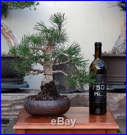 BONSAI TREE CHUHIN JAPANESE BLACK PINE with THICK 3 TRUNK