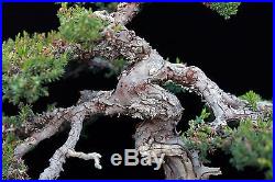 BONSAI TREE CHUHIN JAPANESE JUNIPER with DEADWOOD