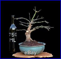 BONSAI TREE CHUHIN JAPANESE RED MAPLE with 2 TRUNK in FINE BLUE GLAZED POT