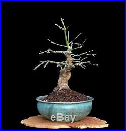 BONSAI TREE CHUHIN JAPANESE RED MAPLE with 2 TRUNK in FINE BLUE GLAZED POT