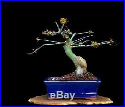 BONSAI TREE CHUHIN JAPANESE RED MAPLE with 2 TRUNK in GLAZED BLUE POT