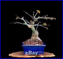 BONSAI TREE CHUHIN JAPANESE RED MAPLE with 2 TRUNK in GLAZED BLUE POT